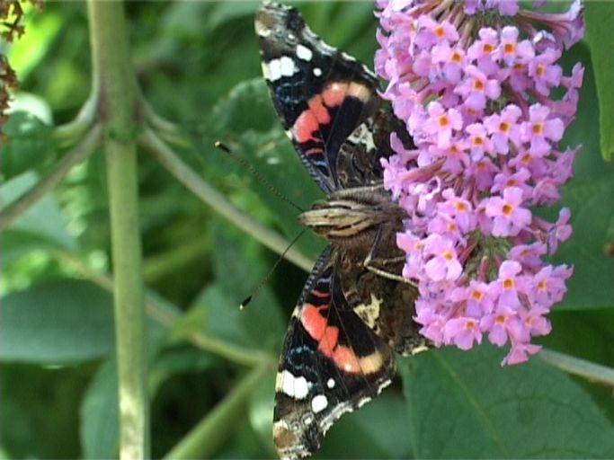 Admiral ( Vanessa atalanta ) auf Sommerflieder : Moers, in unserem Garten, 01.08.2007